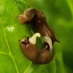 SLUG SEX