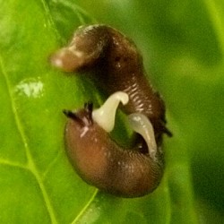 SLUG SEX | Horniman Museum